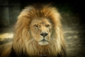 martin (11)